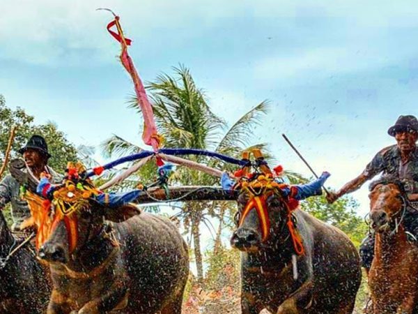 Festival Karapan Kerbau Tanah Laut, Tradisi dan Adrenalin di Kalimantan