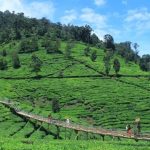 Keunikan Bukit Jamur Ciwidey, Wisata Alam dengan Pohon Pinus Berbentuk Jamur