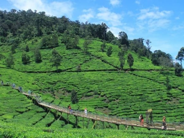 Keunikan Bukit Jamur Ciwidey, Wisata Alam dengan Pohon Pinus Berbentuk Jamur
