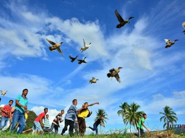 Pacu Itiak, Aktivitas Outdoor Unik dari Sumatera Barat
