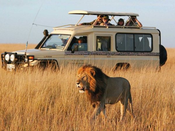 Wildlife Safari, Petualangan Menyatu dengan Alam Liar